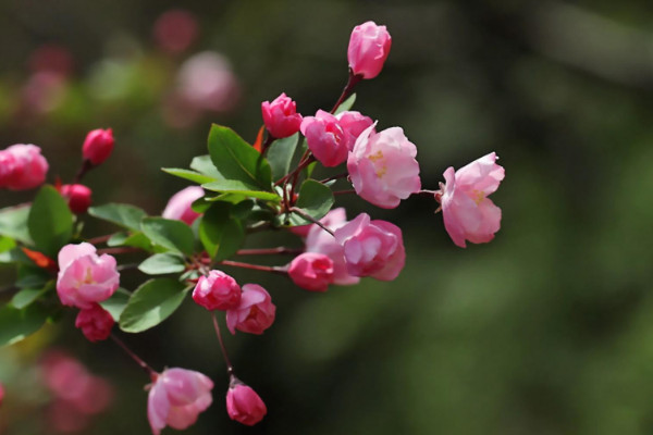 秋海棠開過花怎么處理