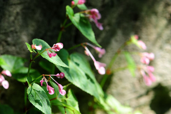 秋海棠開過花怎么處理