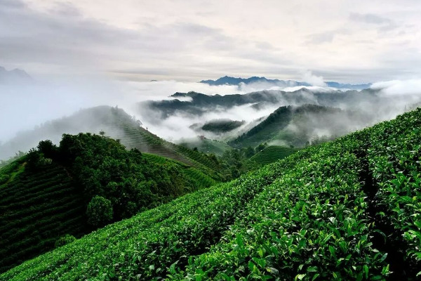 種植茶樹的要求