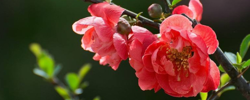 怎樣給長壽冠海棠催花