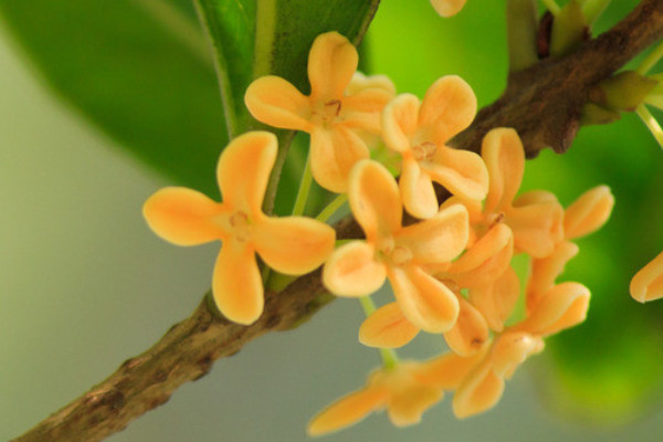 為什么桂花芽干枯