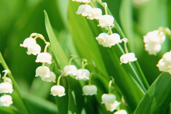 日本風鈴花怎么養