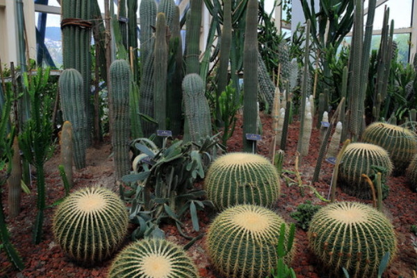 熱帶植物如何過冬