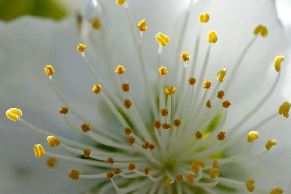 花蕾和花蕊什么區別