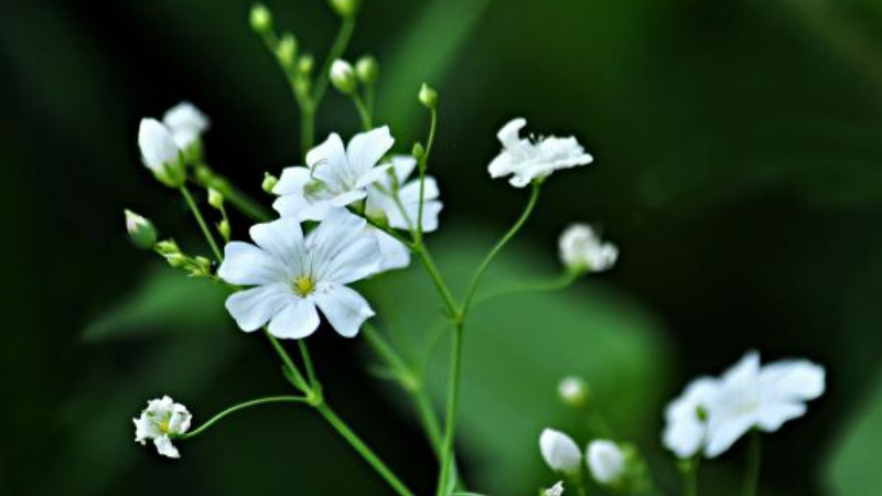 圓錐石頭花怎么養