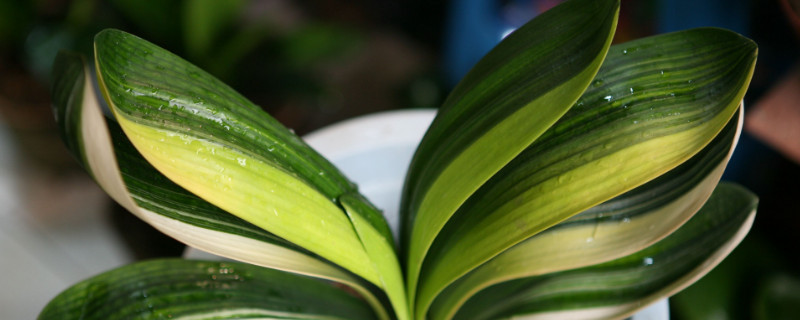 君子蘭長側(cè)芽好不好