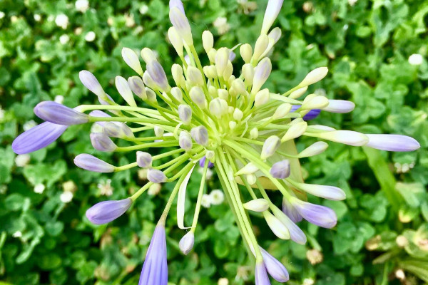 開藍(lán)花的君子蘭是什么品種