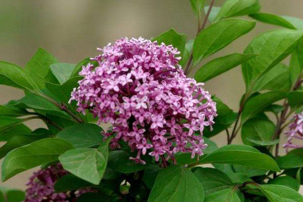 丁香花的香味是怎樣的