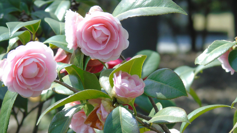 茶花掉葉子是怎么回事