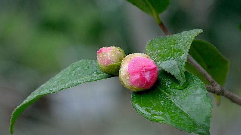 茶花春天好養活嗎