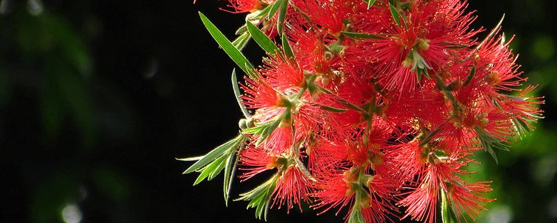 柳樹能開紅花嗎