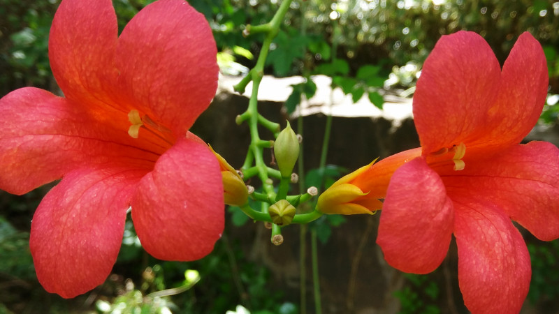 凌霄花怎么澆水