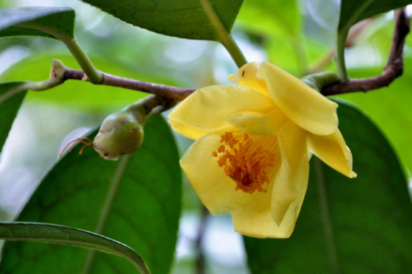 茶花春節(jié)能開花嗎