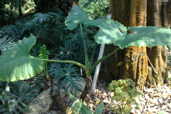 滴水觀音春天什么時候發芽