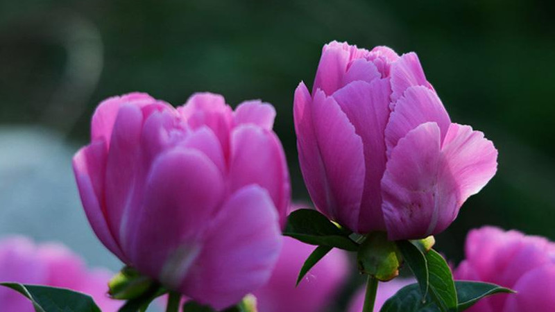 芍藥花什么時候發芽