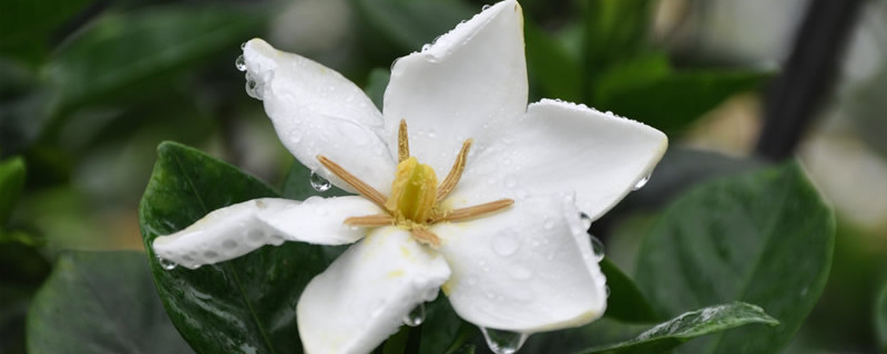 梔子花老樁怎么養