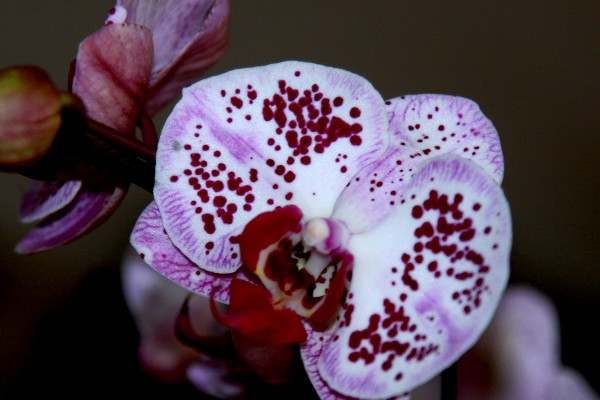 蝴蝶蘭開花后怎么剪枝