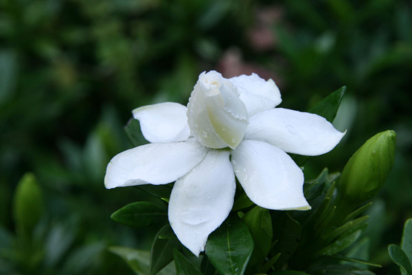 梔子花為什么只長(zhǎng)葉子不開花