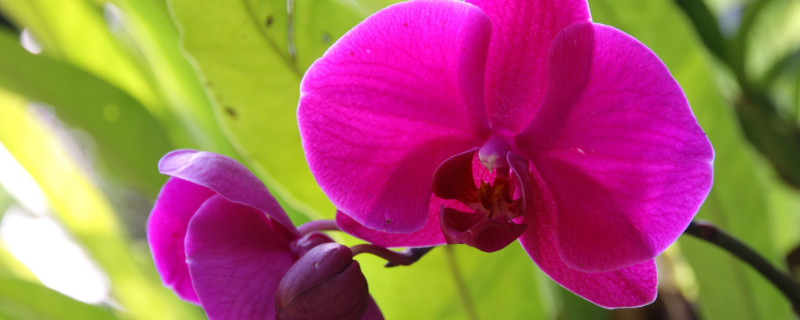 蝴蝶蘭開花期間怎么澆水