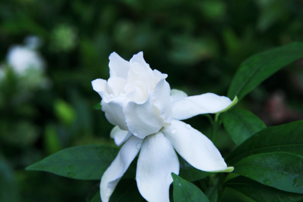 梔子花夏季怎么澆水