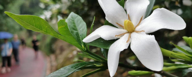 梔子花在北方怎么養