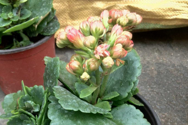 長壽花夏天可不可以在室外淋雨