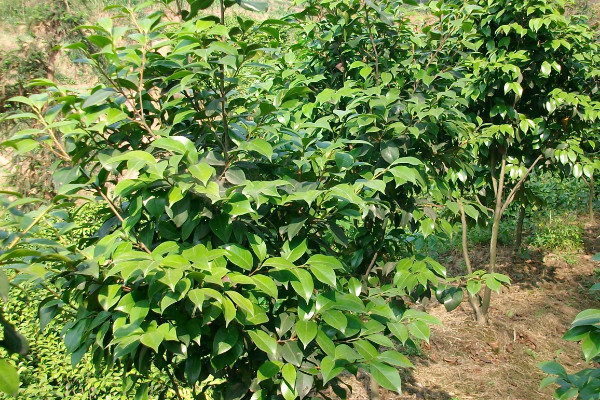 茶花冬季怎么過冬