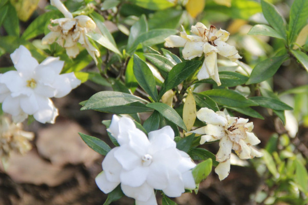 梔子花有香味嗎