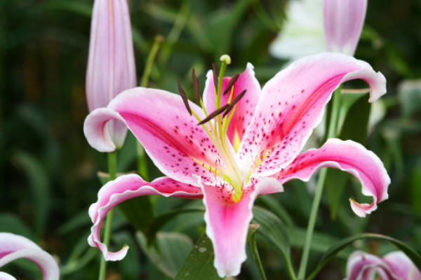 百合花冬天能在外面過(guò)冬嗎