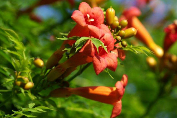 凌霄花可以用花盆養(yǎng)嗎