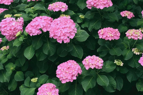 繡球花怎么水培生根