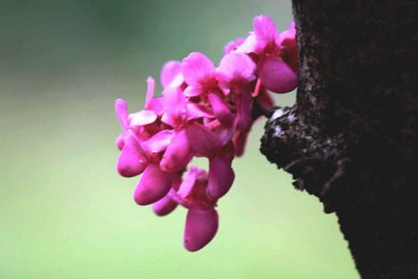 紫荊花樹什么季節(jié)開花