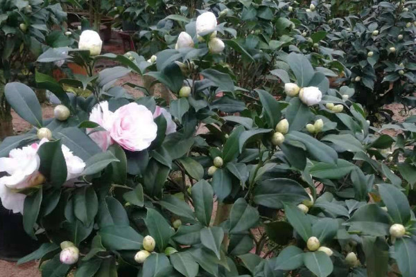 茶花春季養護注意事項