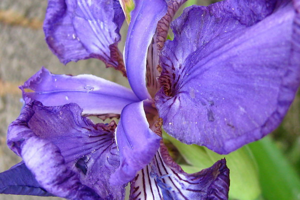 蝴蝶蘭為什么不開(kāi)花呢