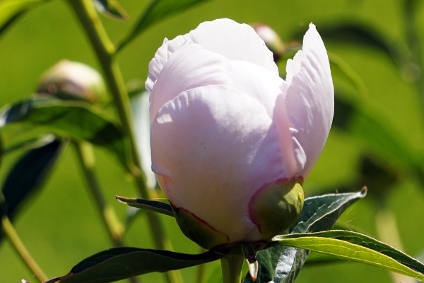 月季花用什么土栽培好