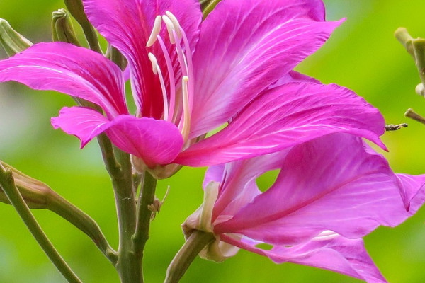 紫荊花是哪里的區(qū)花