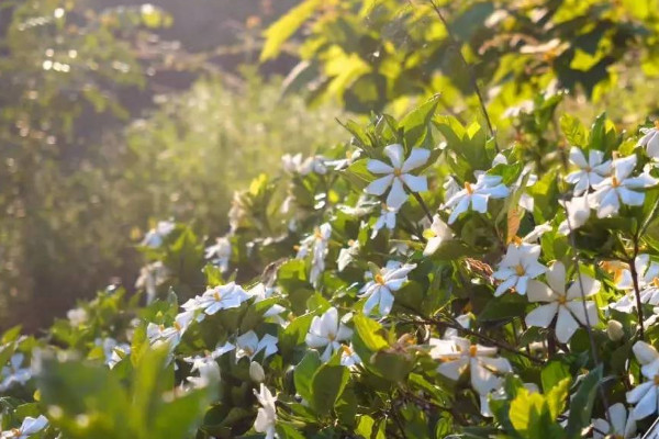 梔子花怎么養(yǎng)才能開(kāi)花