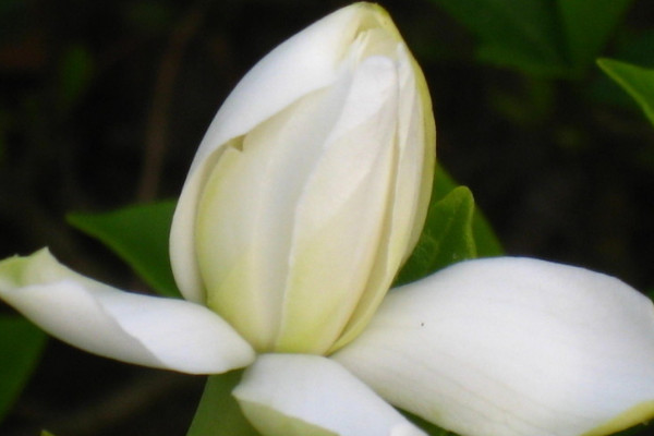 梔子花的花期在幾月份