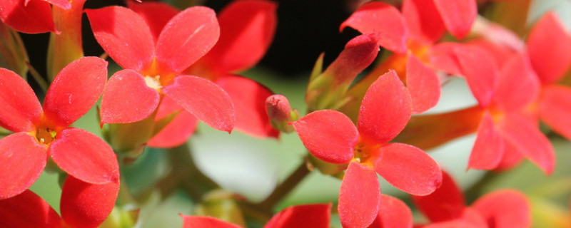 長壽花莖干有黑色的點是什么