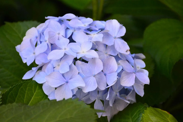 繡球花冬天會凍死嗎