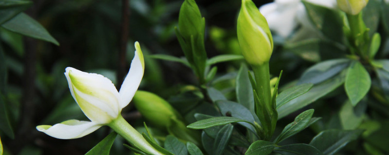 梔子花夏天可以移植嗎