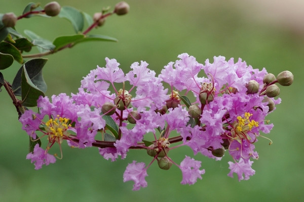 月季和什么花是一起開(kāi)的