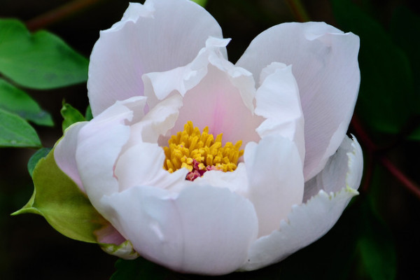 牡丹花移栽后花芽干癟