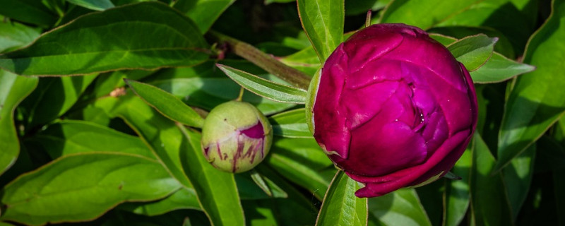 牡丹花夏天干枯還能發芽嗎