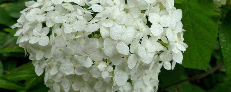 繡球鮮花能養幾天