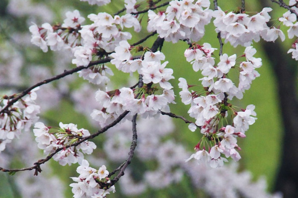 櫻花樹難養嗎