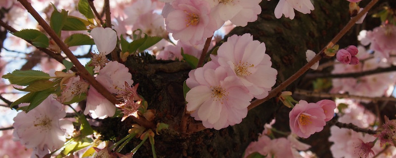 櫻花樹枝插土里能活嗎