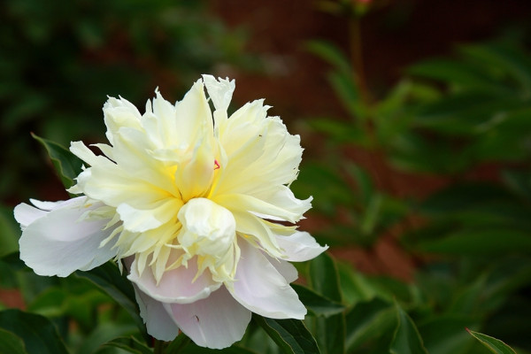 芍藥花冬天怎么管理