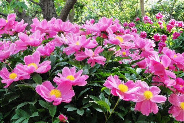 盆栽芍藥冬天怎樣過冬