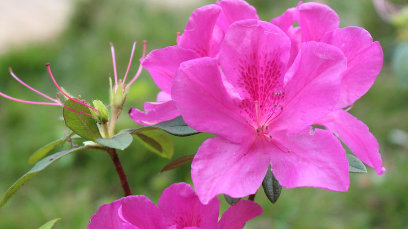 杜鵑花什么季節(jié)開花